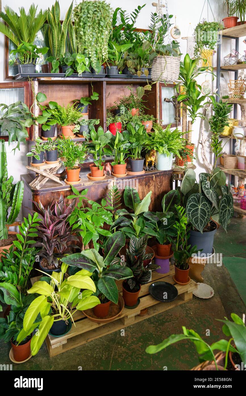 Business of flower shop. Trendy interior flowers and home design in