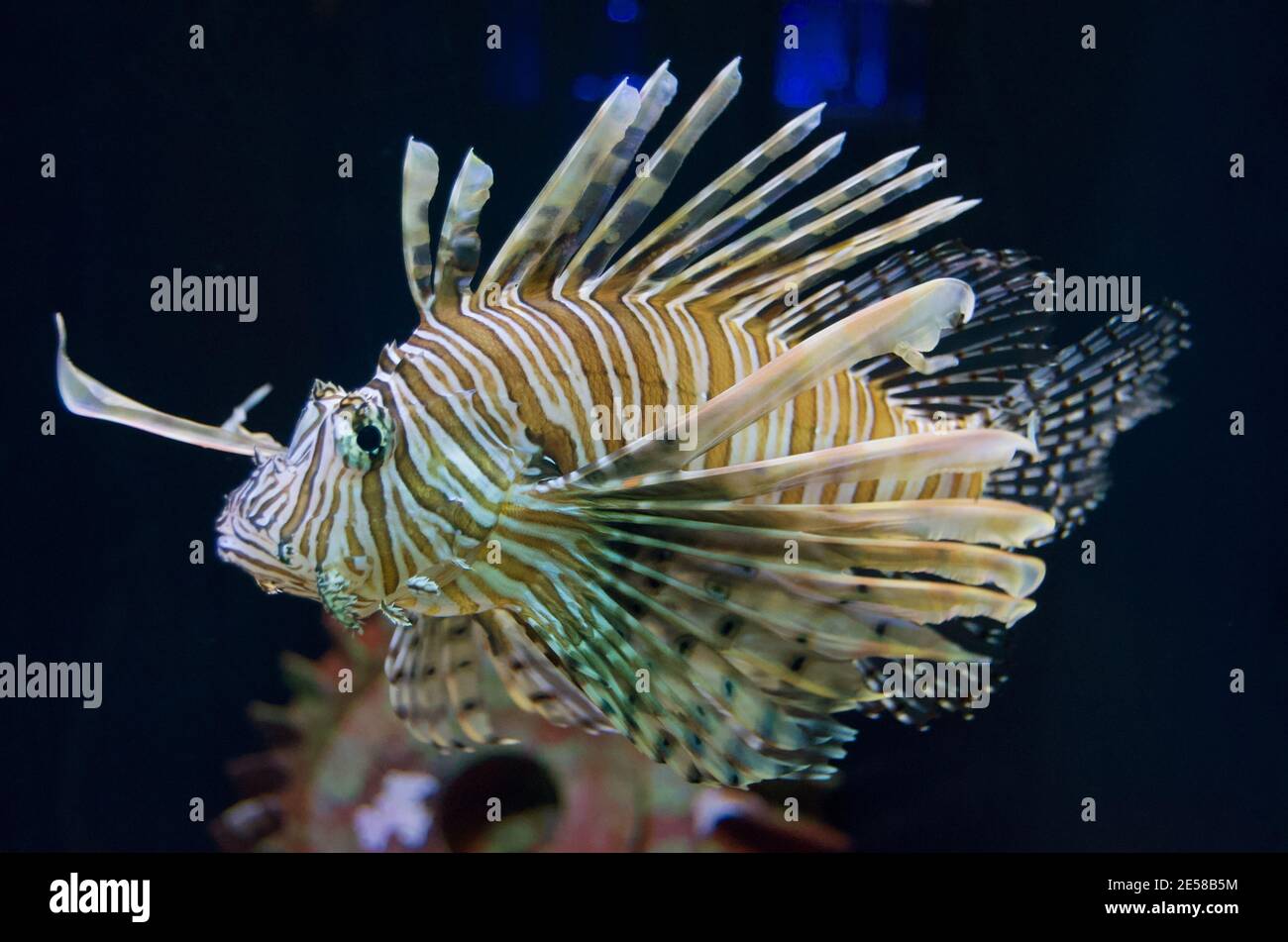 Saltwater fish species hires stock photography and images Alamy