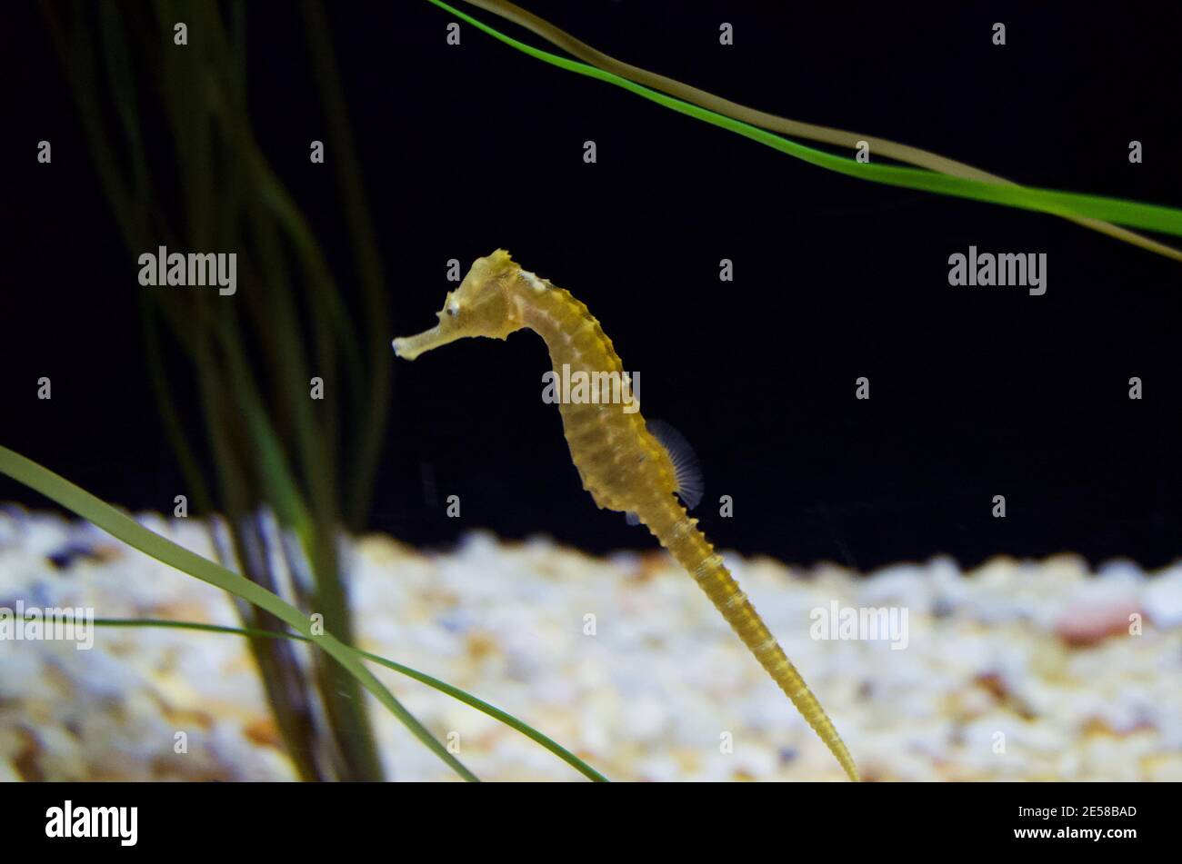 Close up on seahorse in a small aquarium Stock Photo