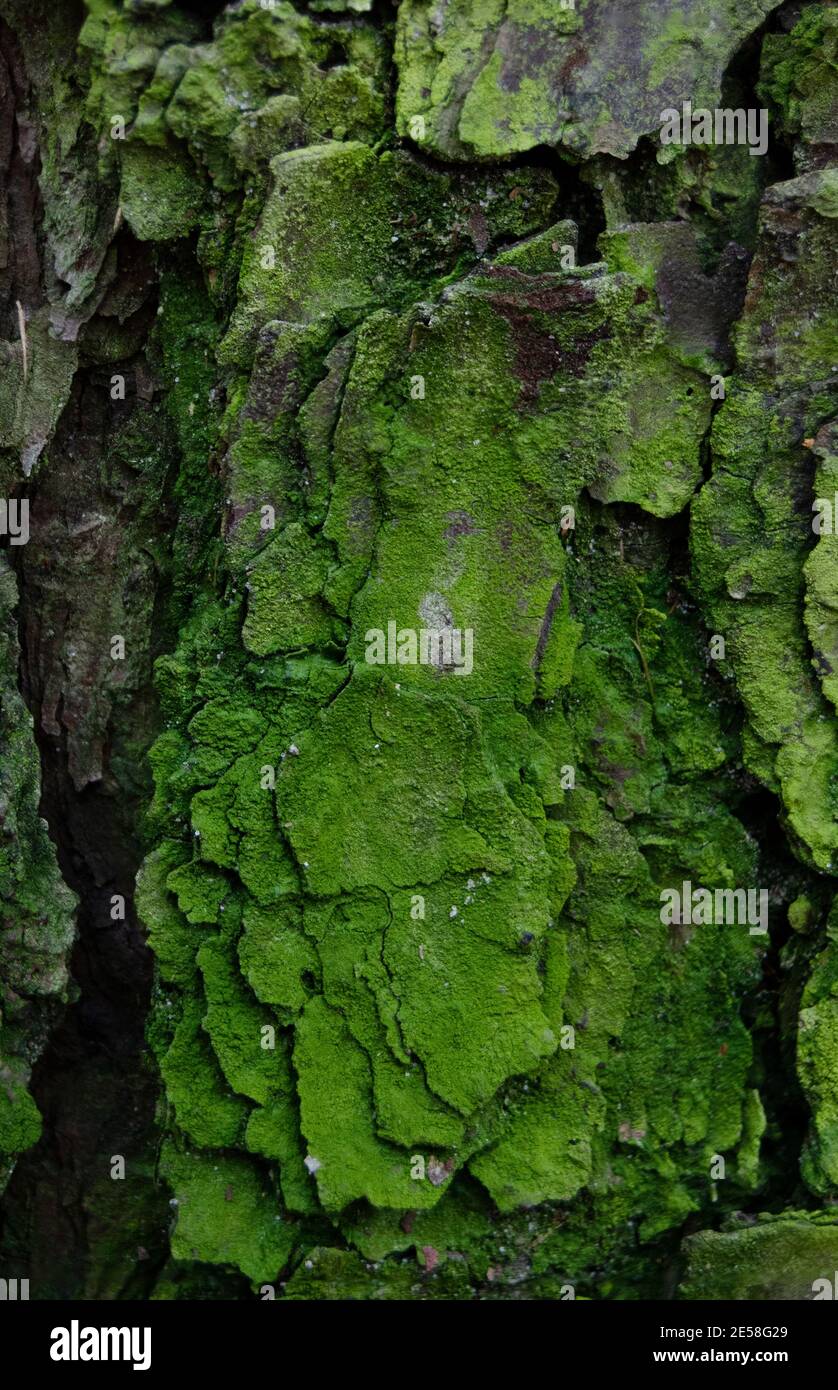 Close up on vibrant green moss growing on tree bark Stock Photo