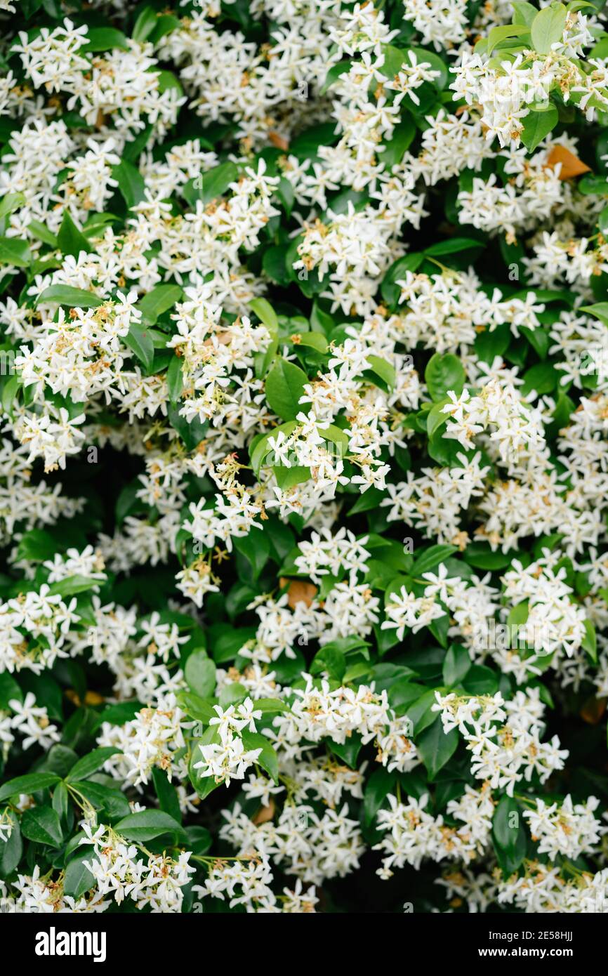Small flowers of white jasmine during flowering. Stock Photo