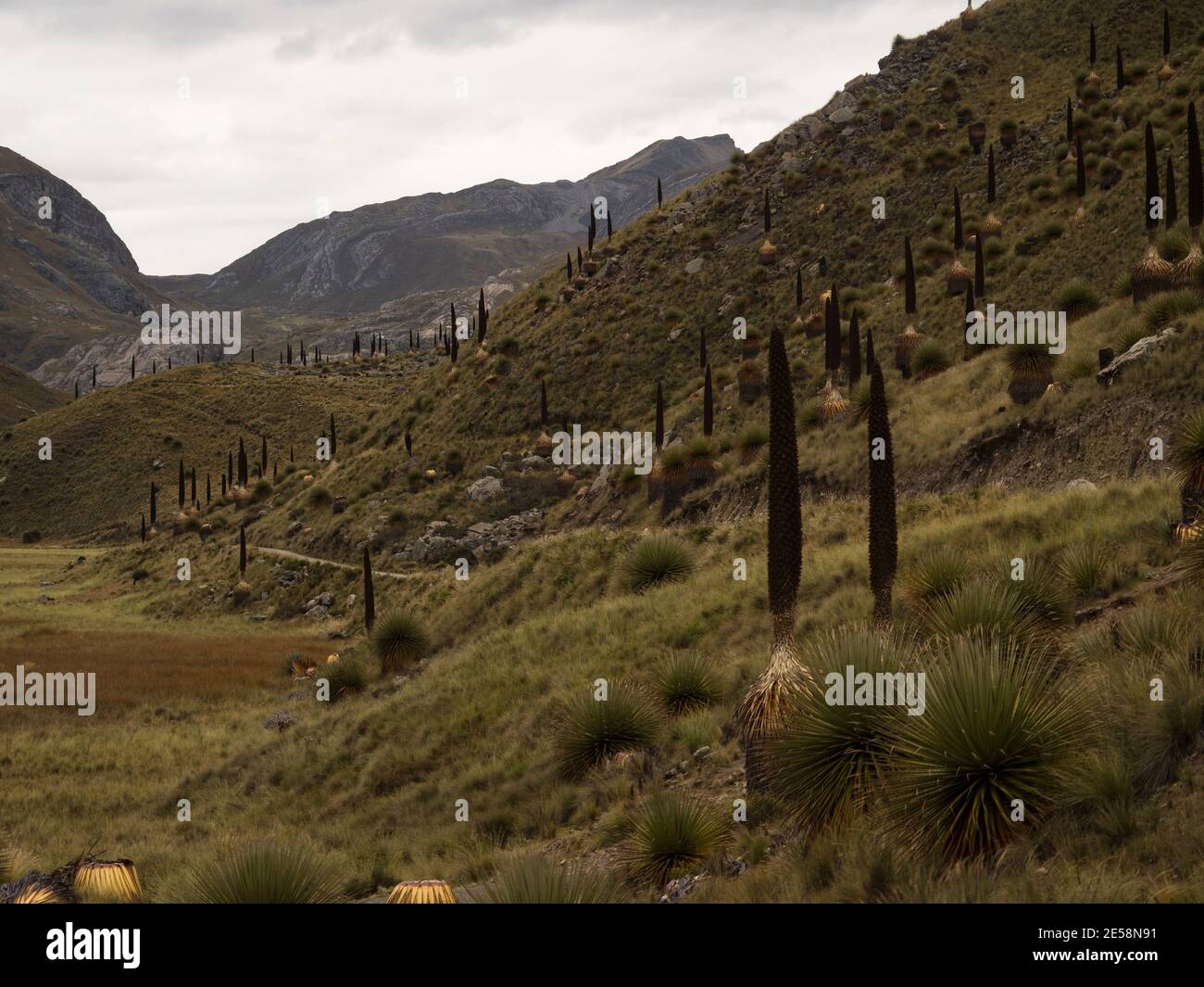Panorama andean grass landscape with Puya Raimondii bromeliad flower plant Titanka Queen of the Andes at Pastoruri Glacier Ancash Peru South America Stock Photo
