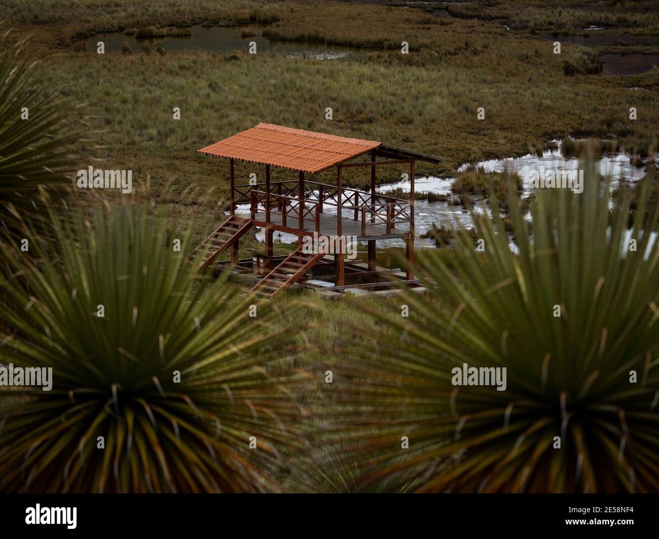 Observation deck wildlife viewing platform house building with Puya Raimondii bromeliad flower plant Titanka Queen of the Andes at Pastoruri Glacier A Stock Photo