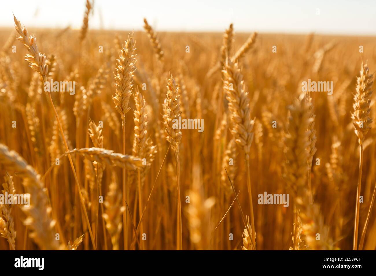 background field spikelets in the sun Stock Photo