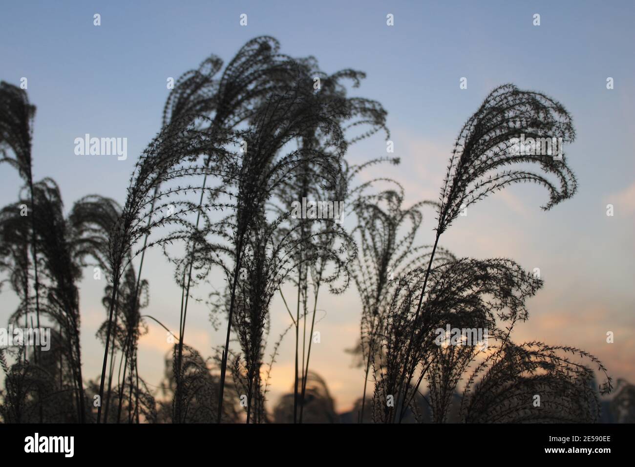 Feathery cattail-like reed grass silhouettes against sunset Stock Photo