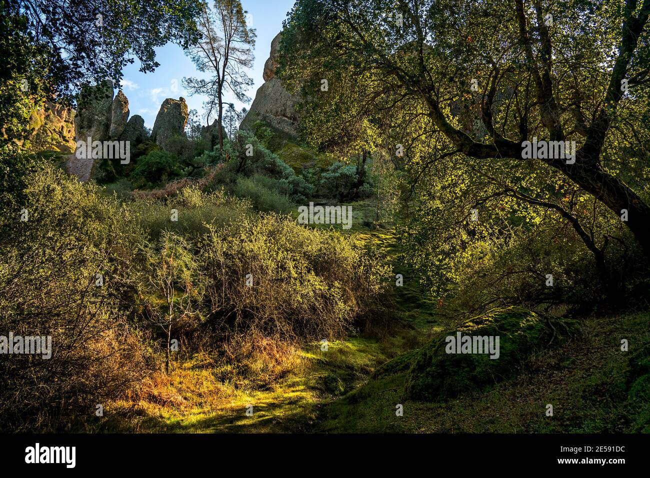 A peaceful, invitiing green glenn in the heart of Pinnacles National Park, east of the Salinas Valley, California. Stock Photo