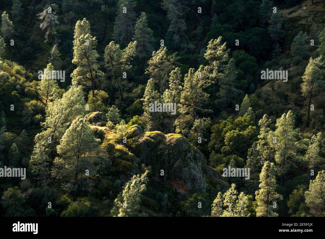 The endemic to California, the Gredy Pine (Pinus sabiniana) grows amid the rock formations at Pinnacles National Park SE of Salinas. Stock Photo