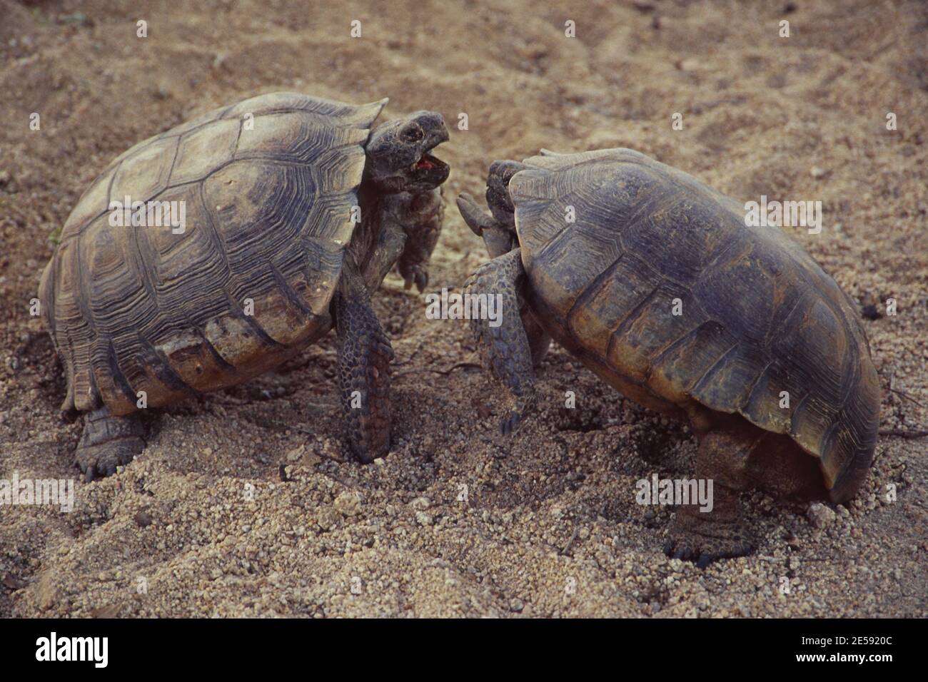 Two desert tortoises fighting at dusk in California's Joshua Tree National Park. Stock Photo