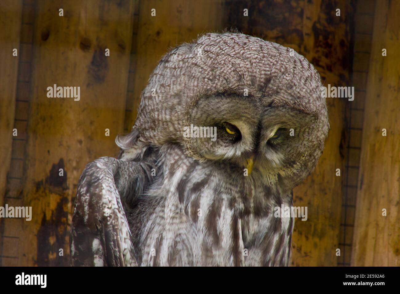 A very evil looking owl, Nature, mad, sinister and angry. Sith, you're in trouble Stock Photo