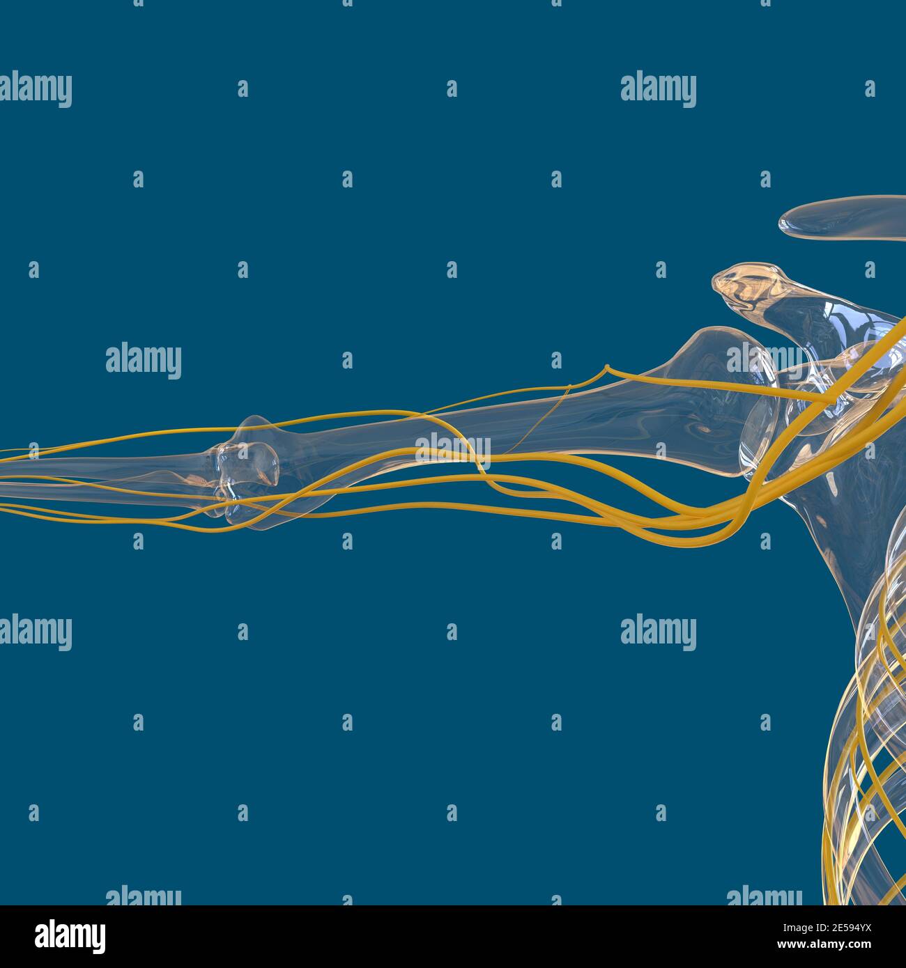 Human Nervous System Anatomy For Medical Concept 3D Illustration Stock ...