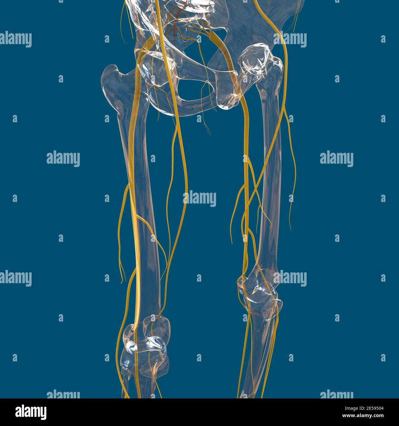 Human Nervous System Anatomy For Medical Concept 3D Illustration Stock ...