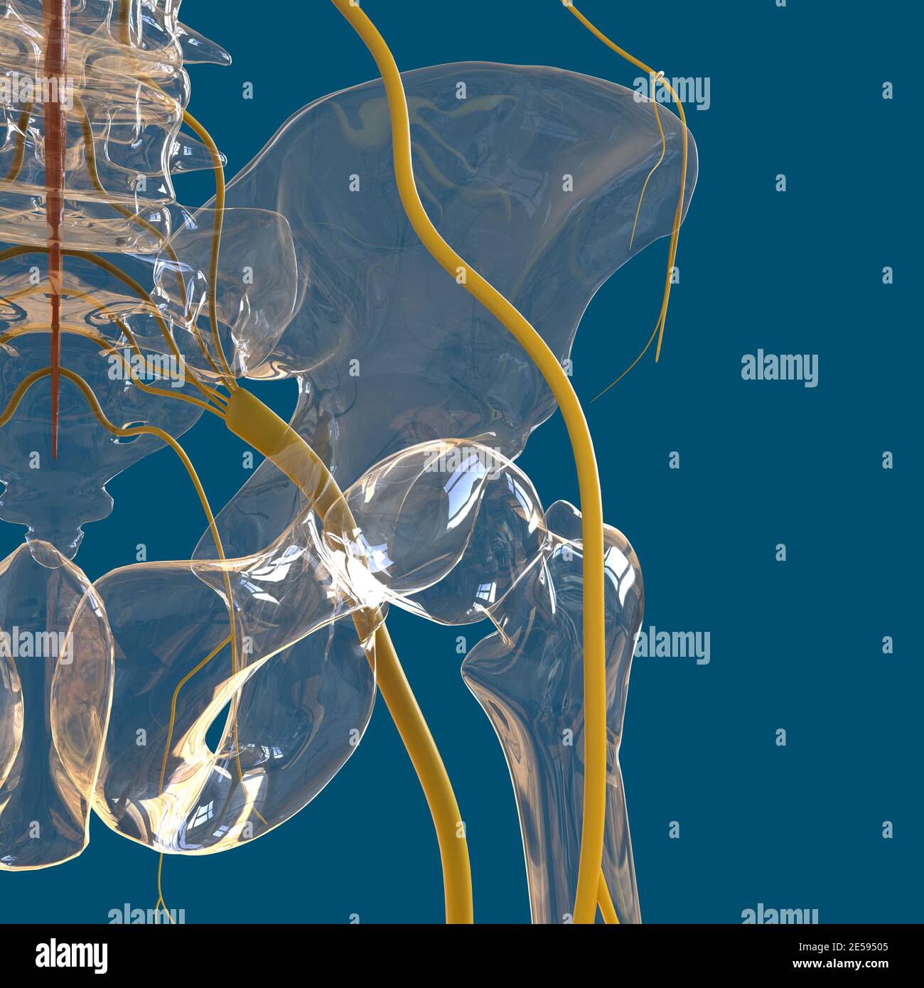 Human Nervous System Anatomy For Medical Concept 3D Illustration Stock ...