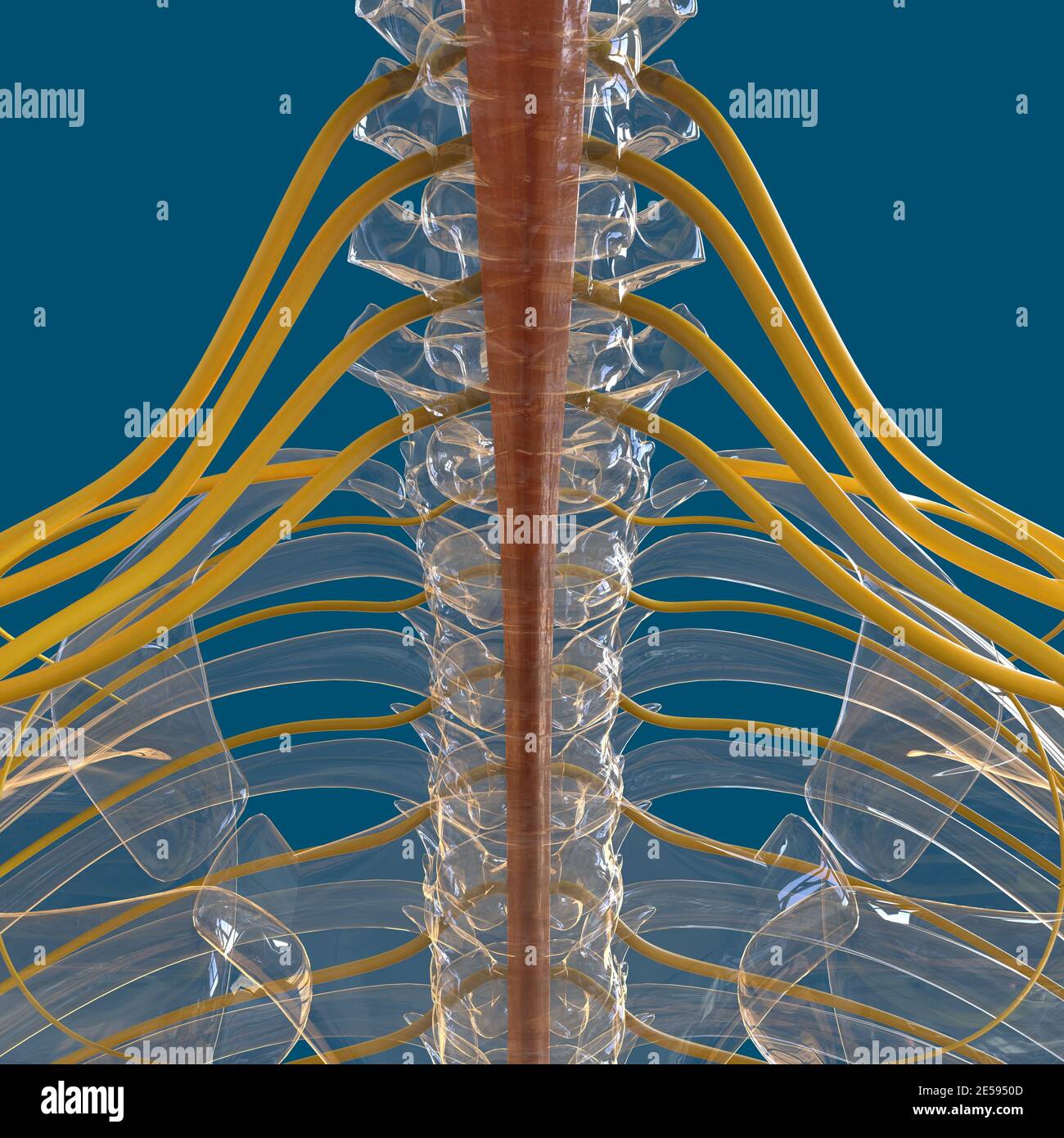 Human Nervous System Anatomy For Medical Concept 3D Illustration Stock ...