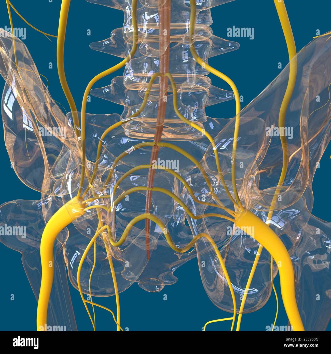 Human Nervous System Anatomy For Medical Concept 3D Illustration Stock ...