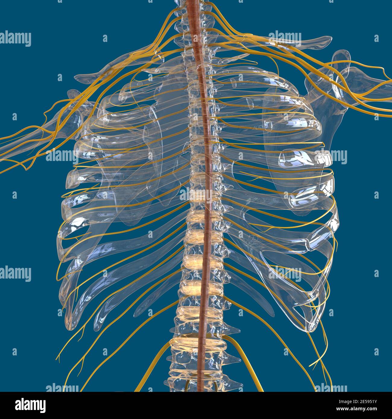 Human Nervous System Anatomy For Medical Concept 3D Illustration Stock ...