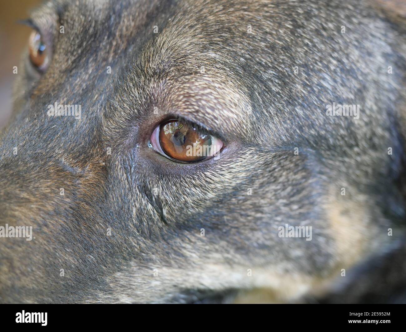 Inflamed and swollen eyes of short haired dog, Illness of pets that need care, Close up of the brown and black eye of the animal Stock Photo
