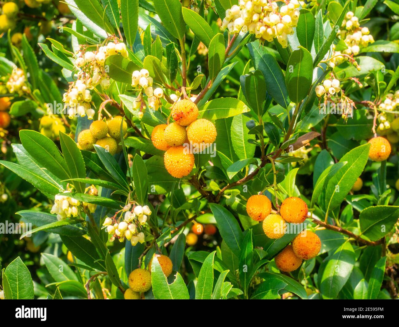 Soapberries (Sapindus) is a genus of about five to twelve species of shrubs and small trees in the Lychee family, Sapindaceae Stock Photo