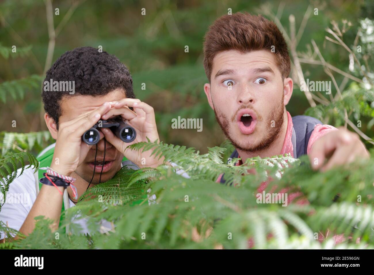 men in bushes getting a shock when looking through binoculars Stock Photo