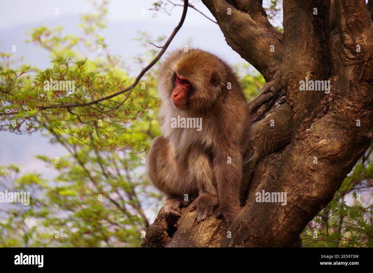 Monkey in Arashiyama Monkey Park, Kyoto Stock Photo