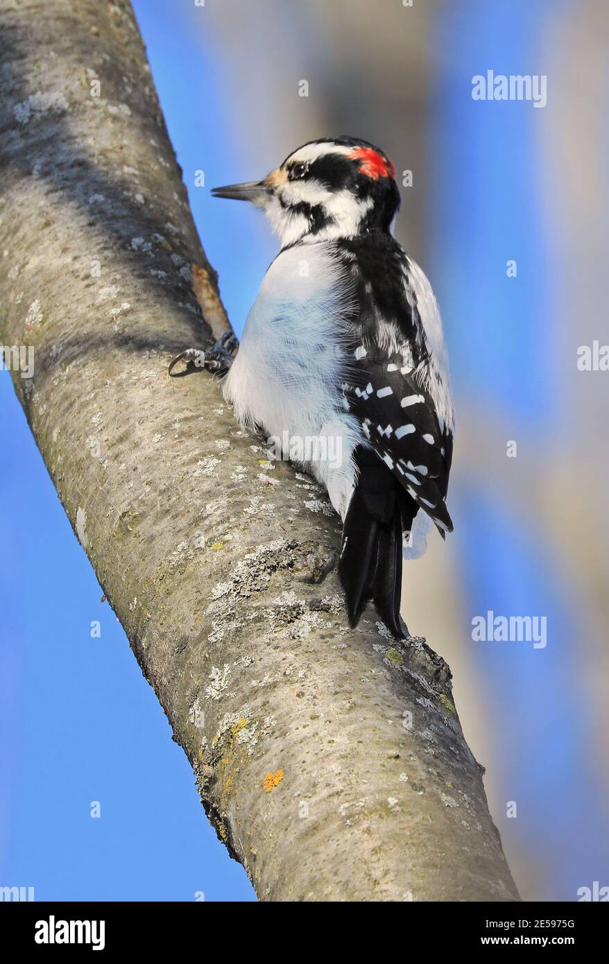 Downy woodpecker sitting on a tree branch in winter, Quebec, Canada Stock Photo