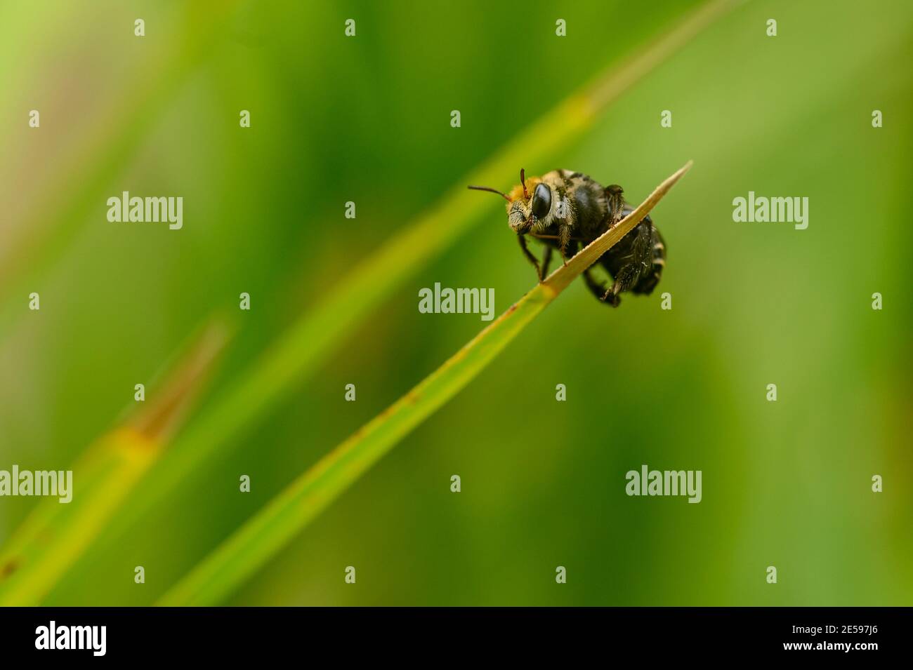 Macro shot of a single bee standing on a thin leaf with blurred green background Stock Photo