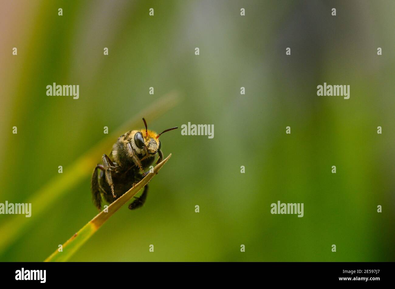 Macro shot of a single bee standing on a thin leaf with blurred green background Stock Photo