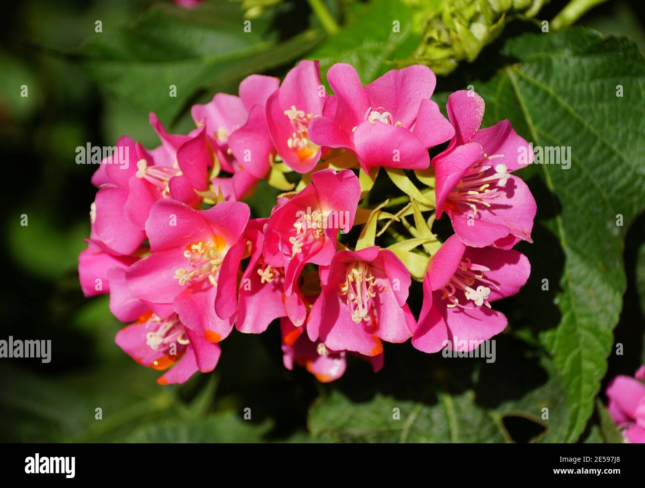 Bright pink clusters of Dombeya 'Seminole' flowers Stock Photo