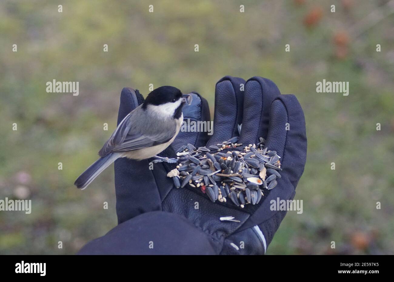 Hand-feeding a chickadee with a mixed of wild seeds and sunflower seeds during winter Stock Photo