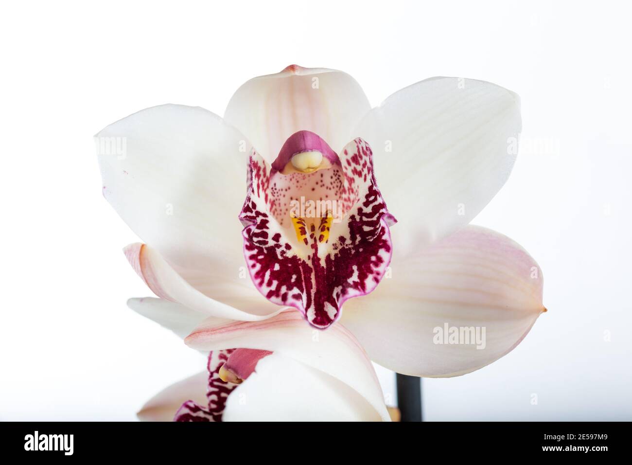 Boat orchid, Cymbidium (Orchidaceae) Stock Photo