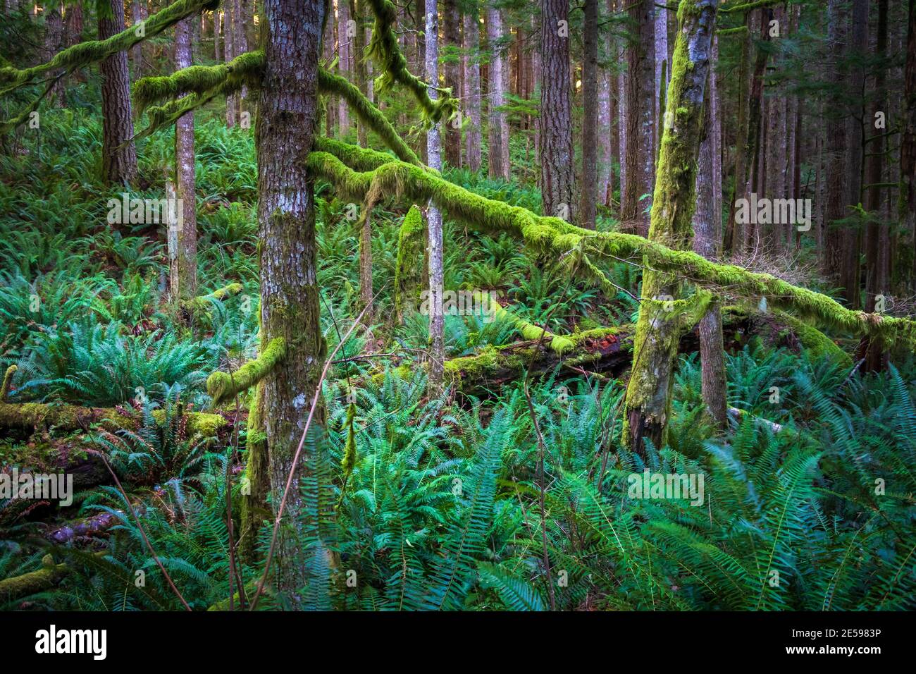 Little Mount Si hiking trail, in North Bend, Washington Stock Photo