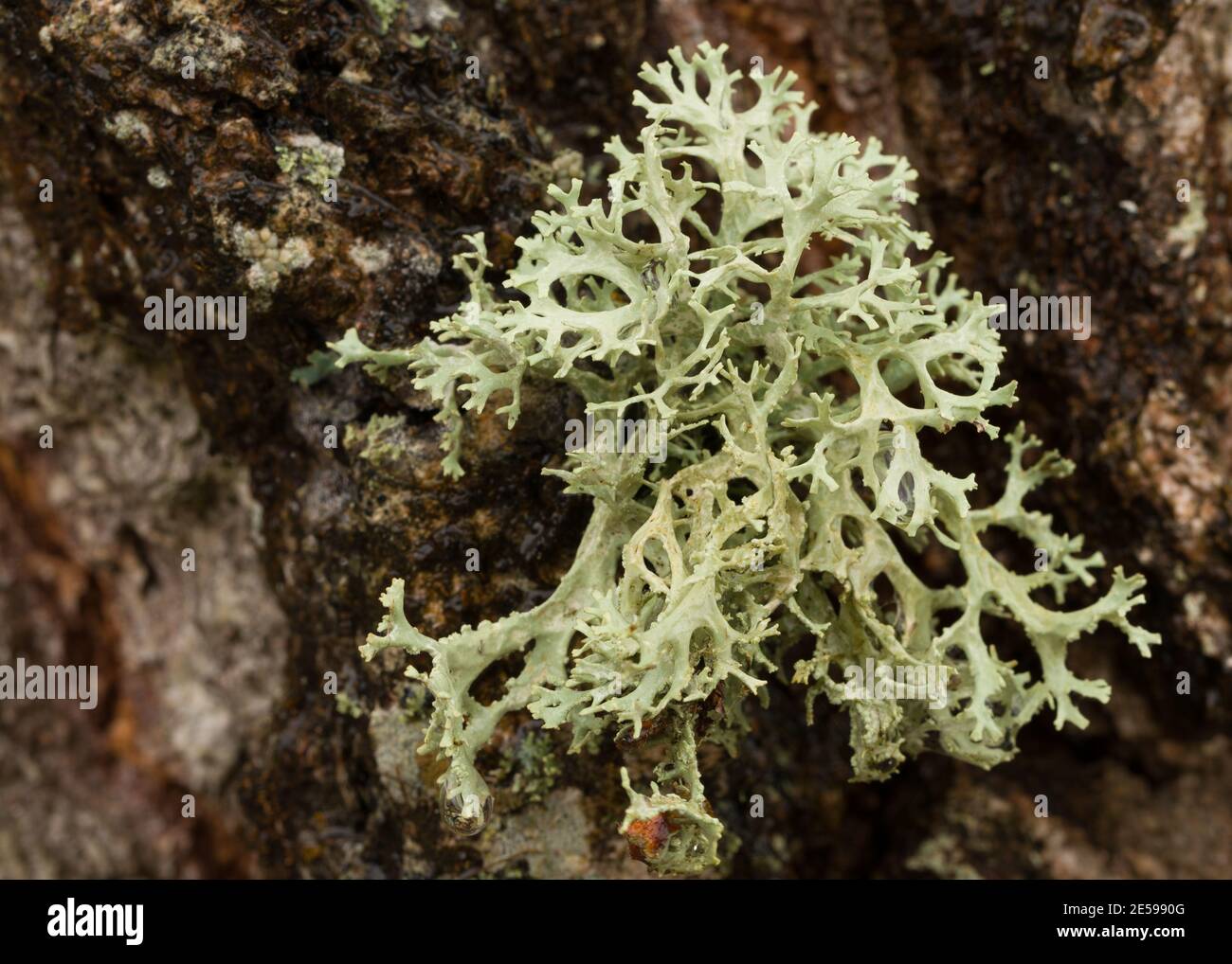 Macro photo of a lichen on a tree. Stock Photo