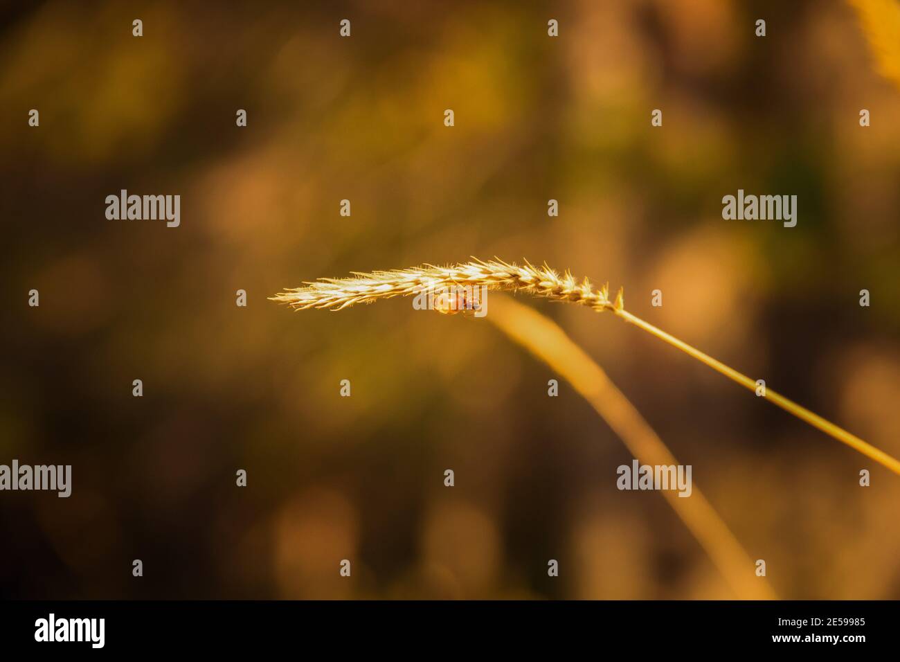 two spikelets on unfocused background and ant Stock Photo