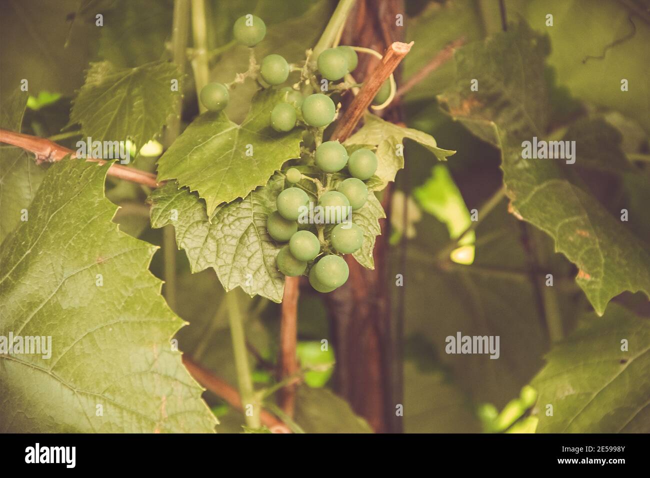 green grapes on the vine Stock Photo