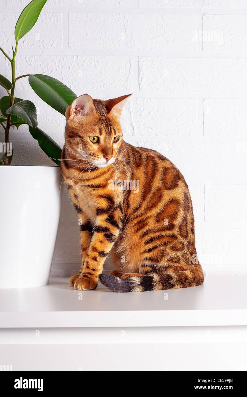 Amazing Bengal cat in home jungle. Spotted cat. Cat sniffing. Closeup