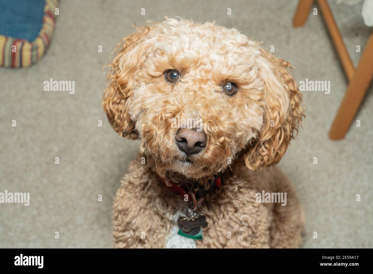 Australian Labradoodle is a mix between the Labrador Retriever, Poodle