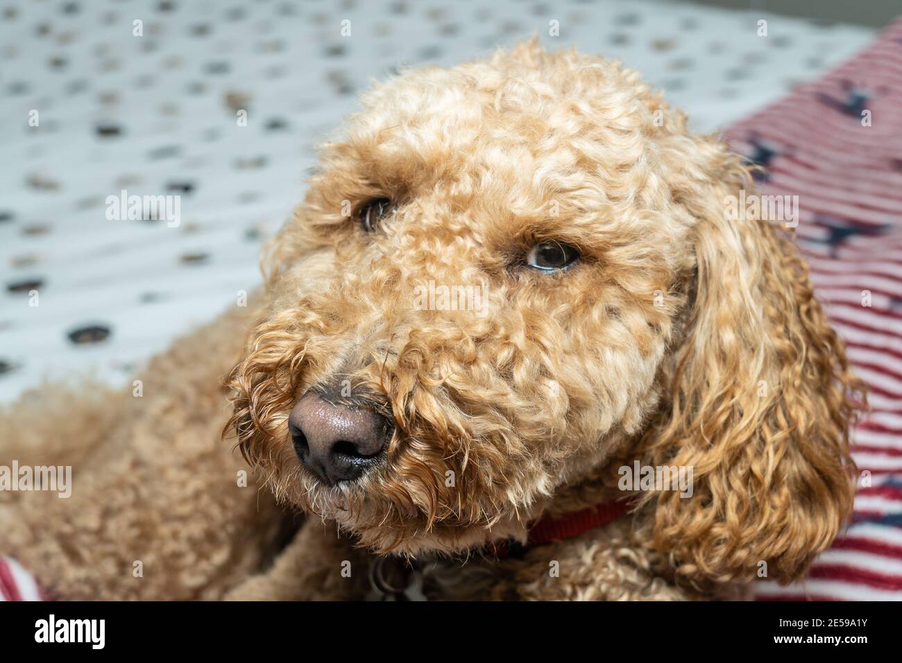 Page 3 Golden Retriever Poodle Cross High Resolution Stock Photography And Images Alamy