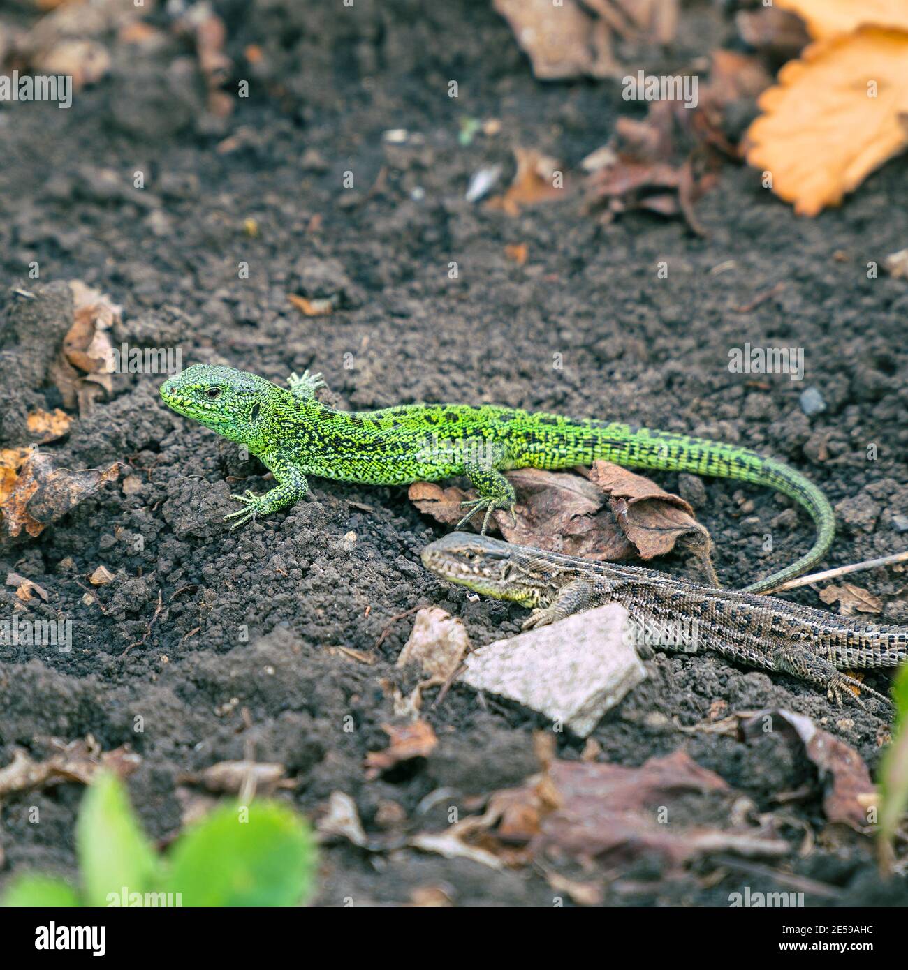 A small green lizard on the ground. Selective focus Stock Photo
