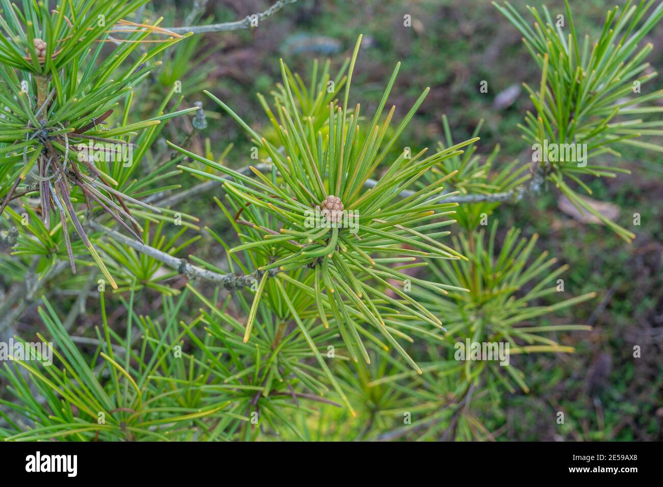 Japanese umbrella-pine (Sciadopitys verticillata) is a unique conifer endemic to Japan. It is the sole member of the family Sciadopityaceae and genus Stock Photo
