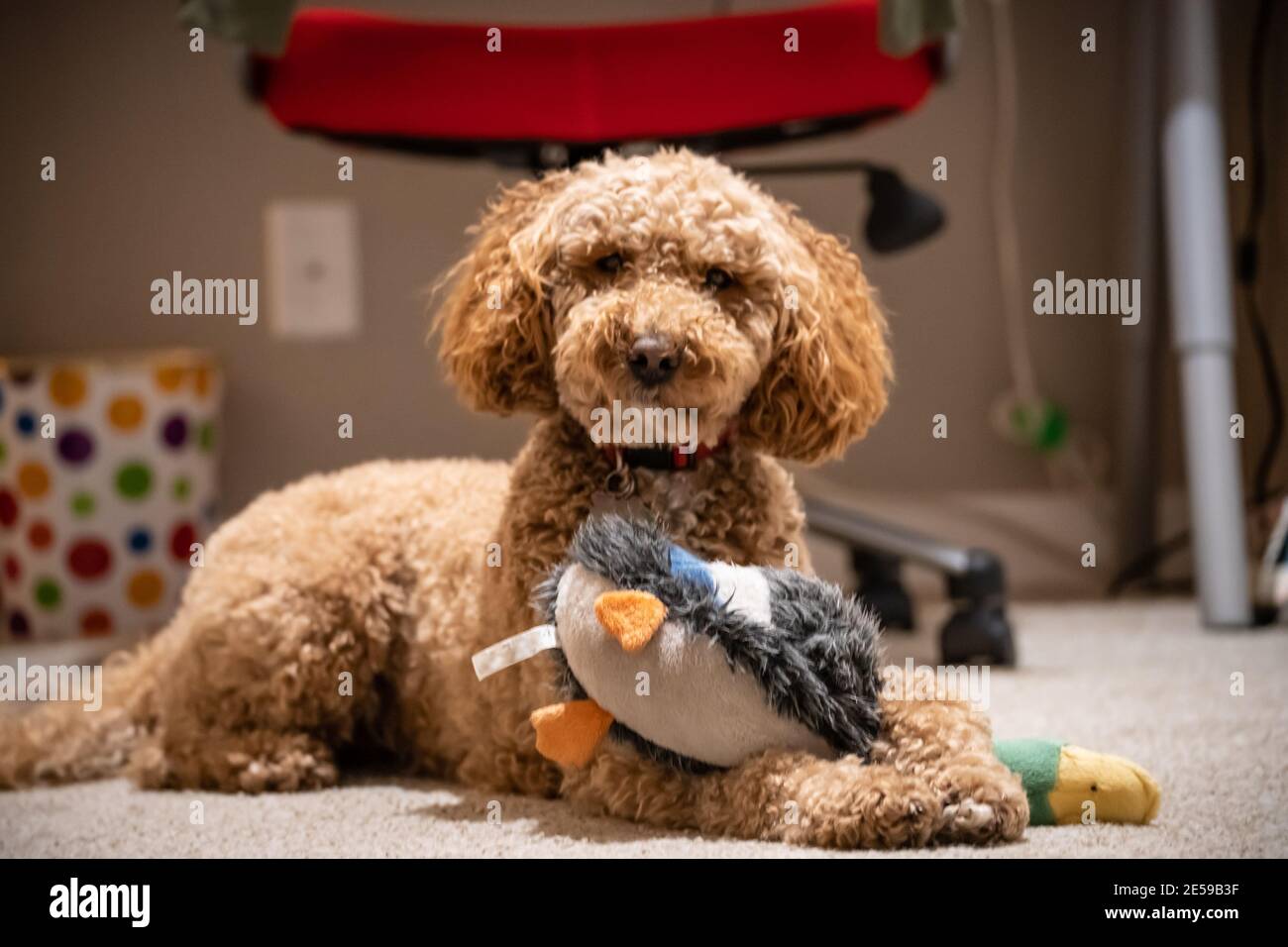 Australian Labradoodle is a mix between the Labrador Retriever, Poodle