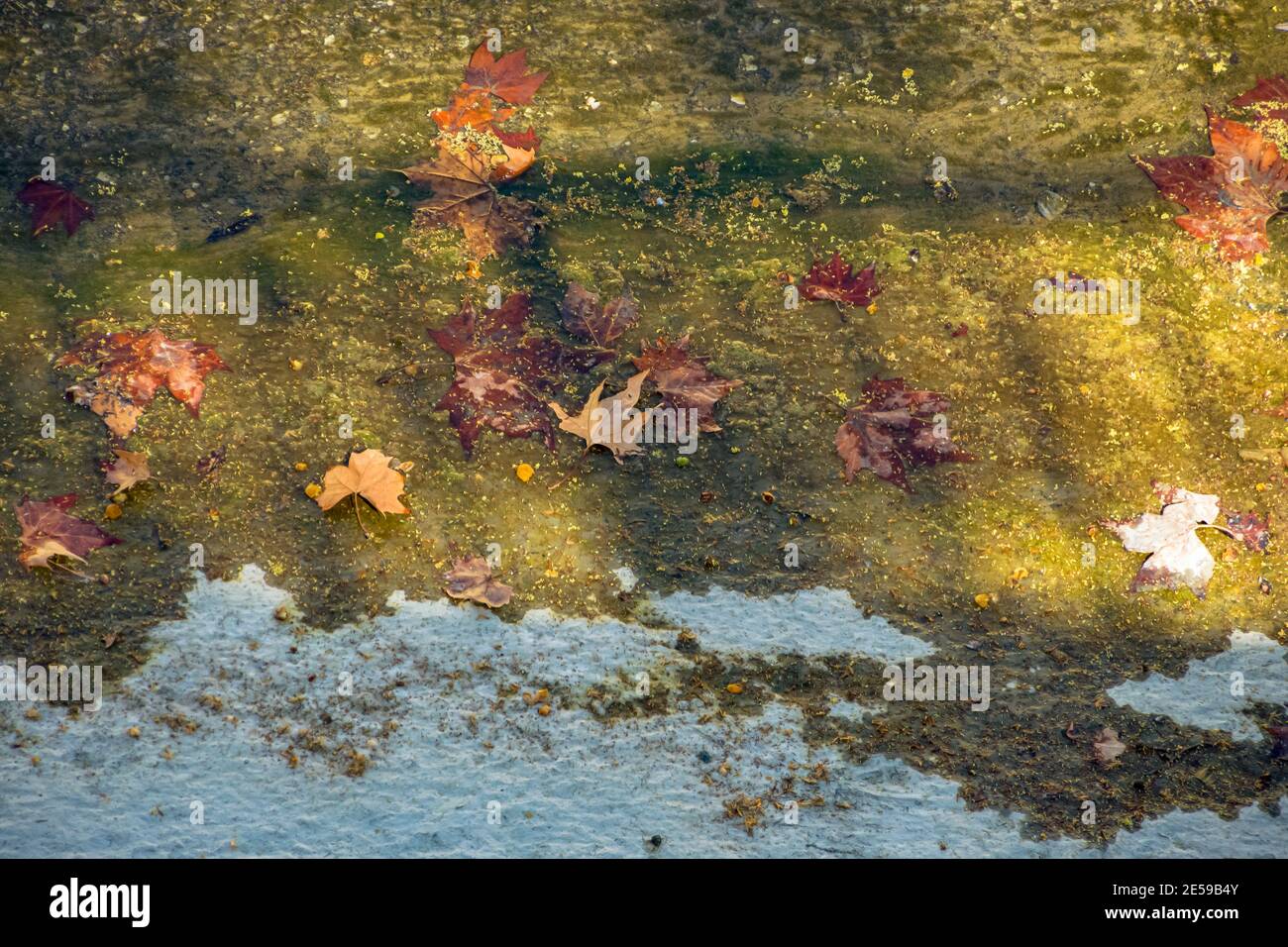 Autumn leaves on the water Stock Photo - Alamy