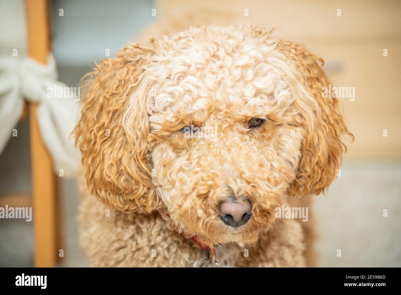 Australian Labradoodle is a mix between the Labrador Retriever, Poodle