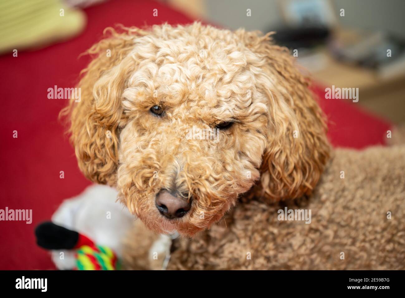 Cocker Labradoodle Australian Labradoodle is a mix between the Labrador Retriever, Poodle ...