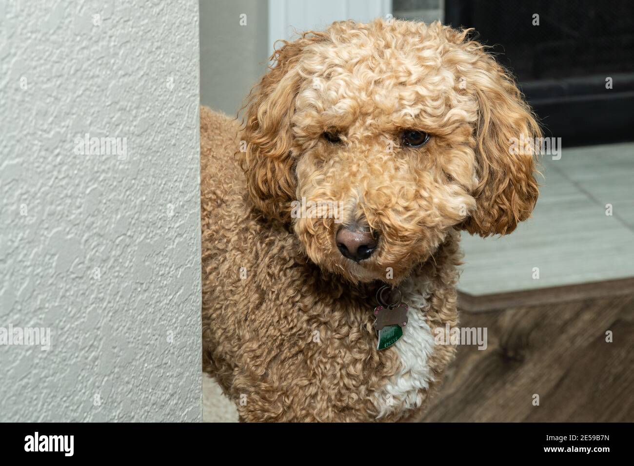 Cocker Labradoodle Australian Labradoodle is a mix between the Labrador Retriever, Poodle ...