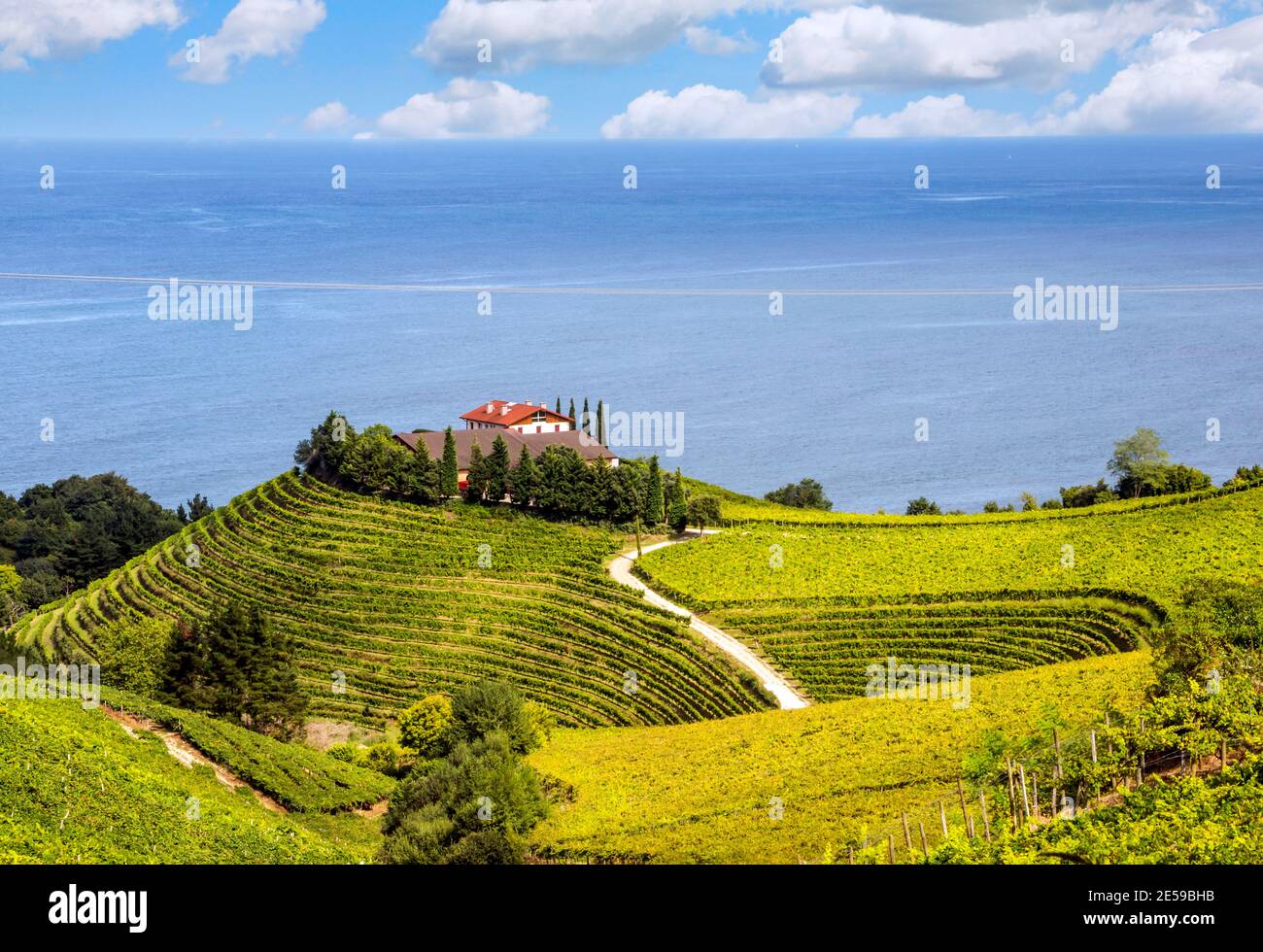 Fields of vineyards in Zumaia, San Sebastian, Spain on a sunny day Stock Photo