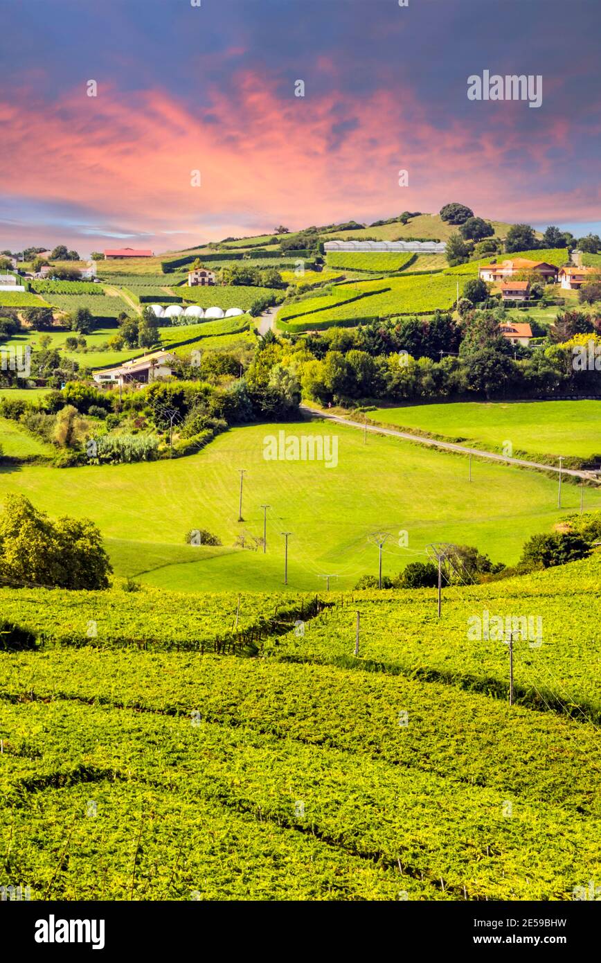 Fields of vineyards in Zumaia, San Sebastian, Spain on a sunny day at sunset Stock Photo