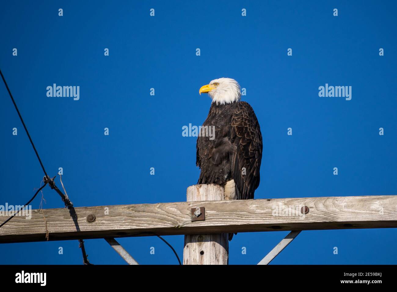Bald eagle (Haliaeetus leucocephalus) is a bird of prey found in North America. It is found near large bodies of open water with an abundant food supp Stock Photo