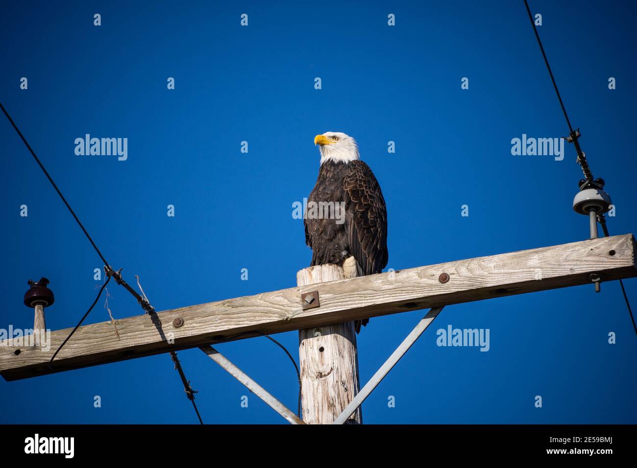 Bald eagle (Haliaeetus leucocephalus) is a bird of prey found in North America. It is found near large bodies of open water with an abundant food supp Stock Photo