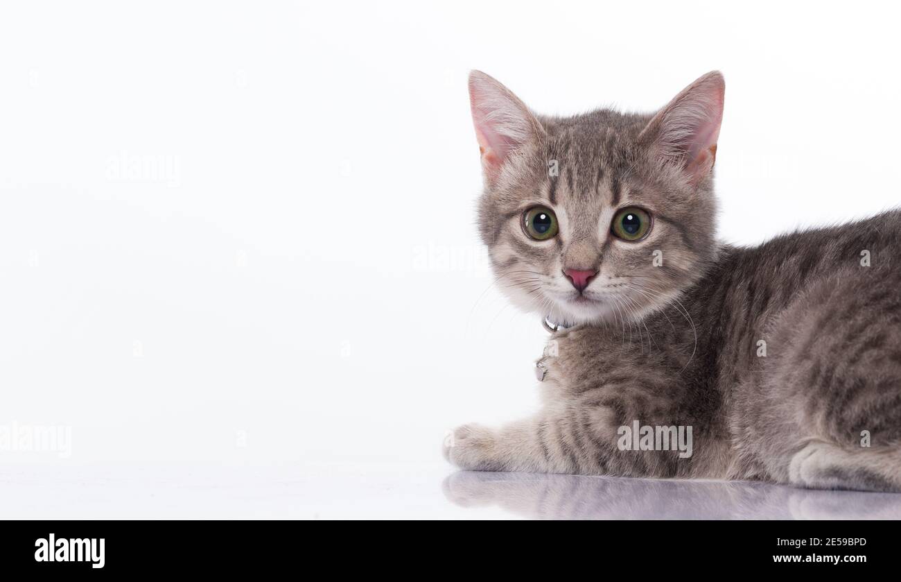 Small cat on the white table Stock Photo
