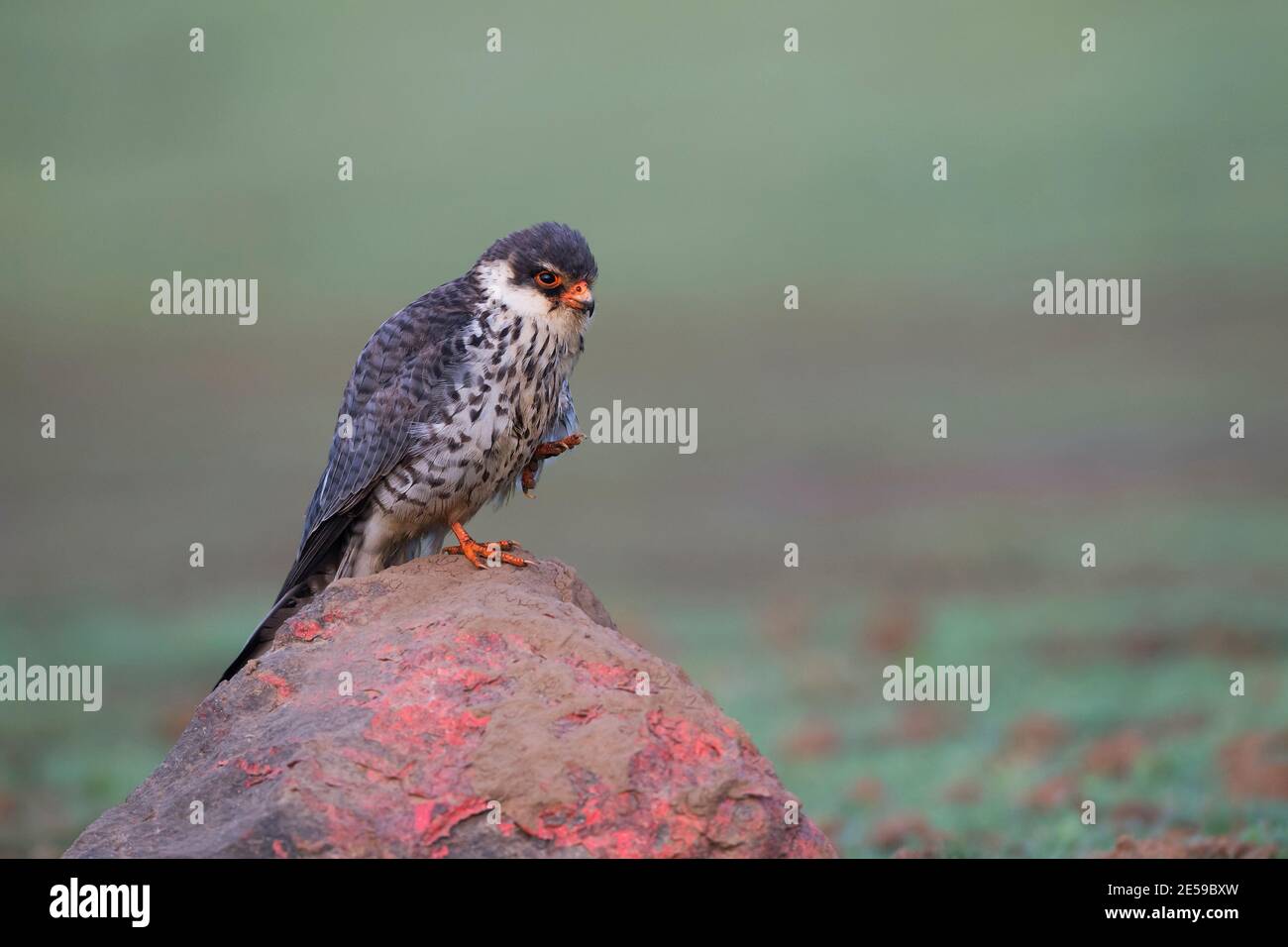 The image of Amur falcon (Falco amurensis) was taken at Lonavala, Maharashtra, India Stock Photo