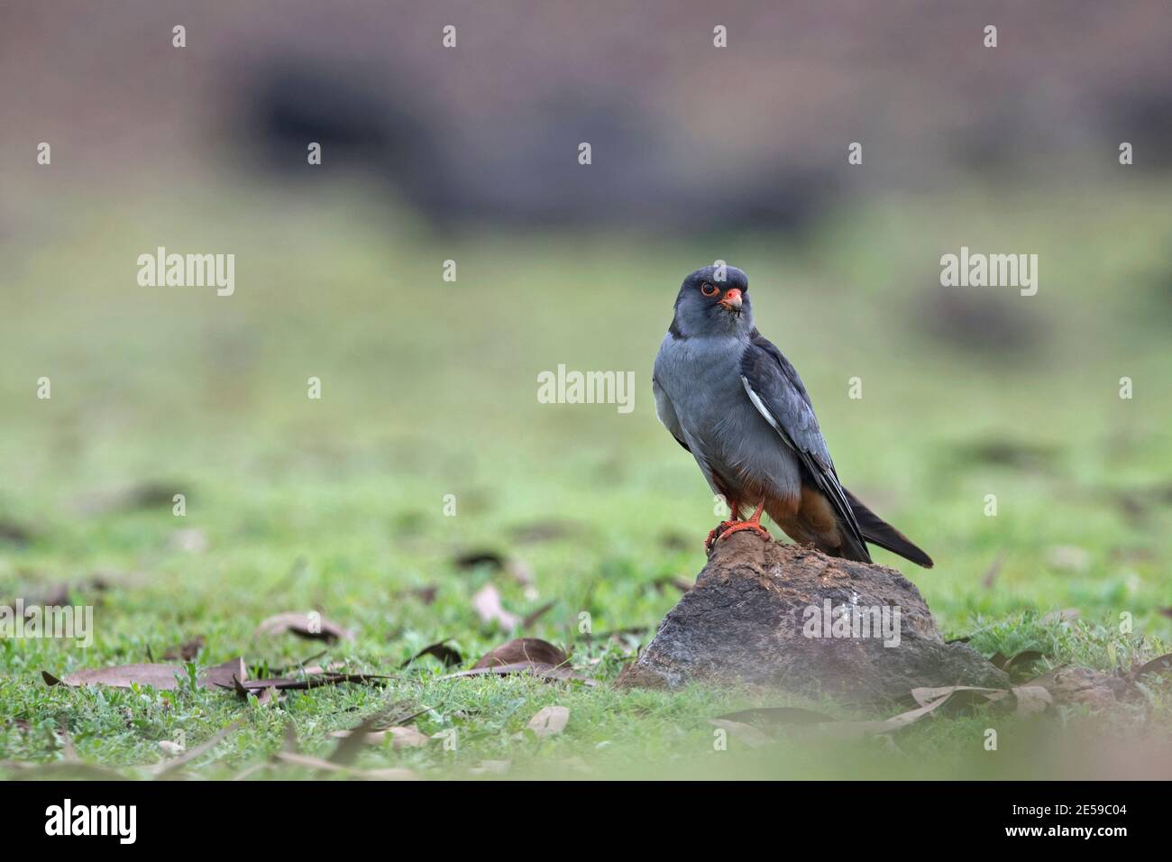 The image of  Amur falcon (Falco amurensis) was taken at  Lonavala, Maharashtra, India Stock Photo